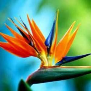 Meet your Posher, Alice